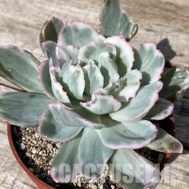 SH30437 Echeveria ‘Berkeley Light’