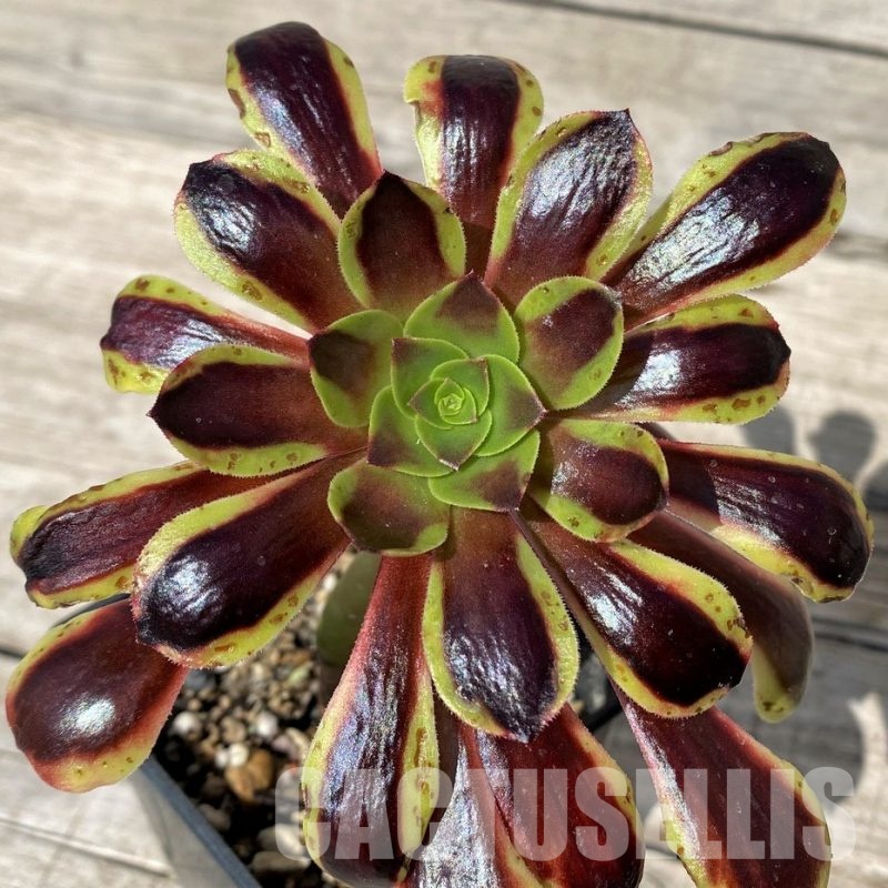 SH30412 Aeonium 'Super Bang'
