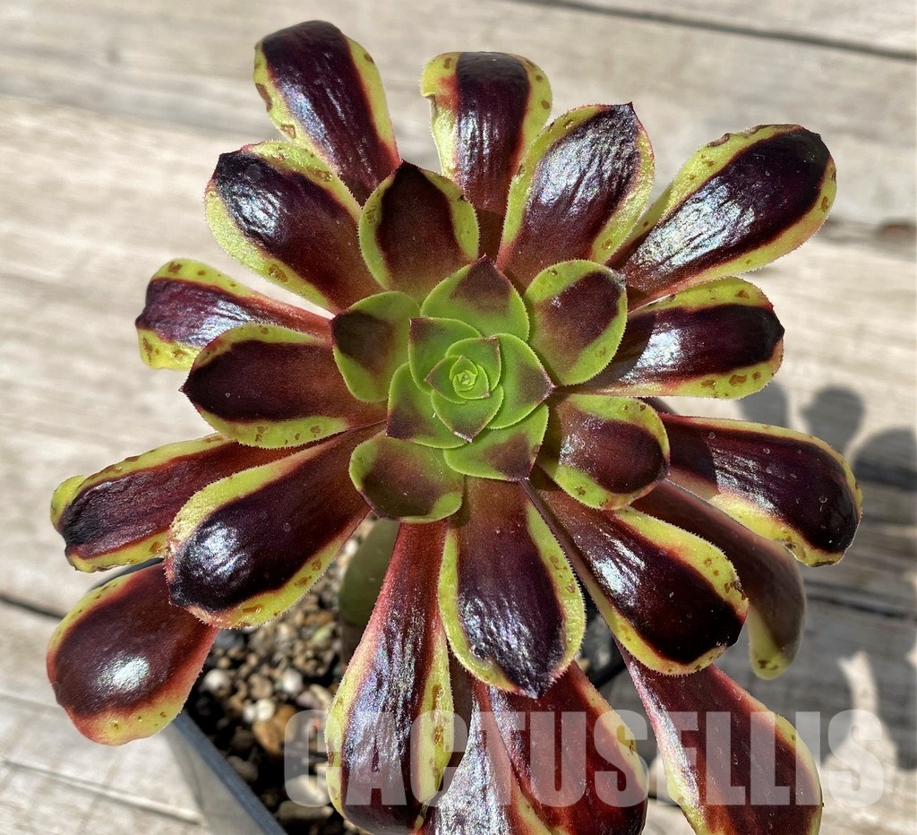 SH30412 Aeonium 'Super Bang'