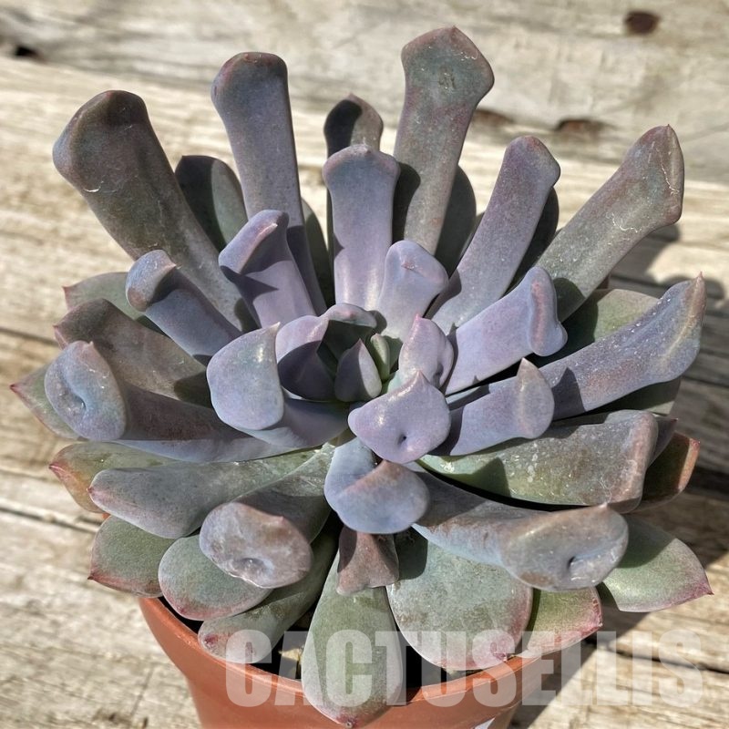 SH30439 Graptoveria 'Lilac Spoons'