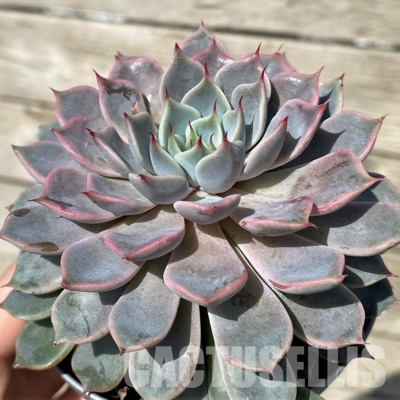 SH30440 Echeveria ‘Texensis Rosea’