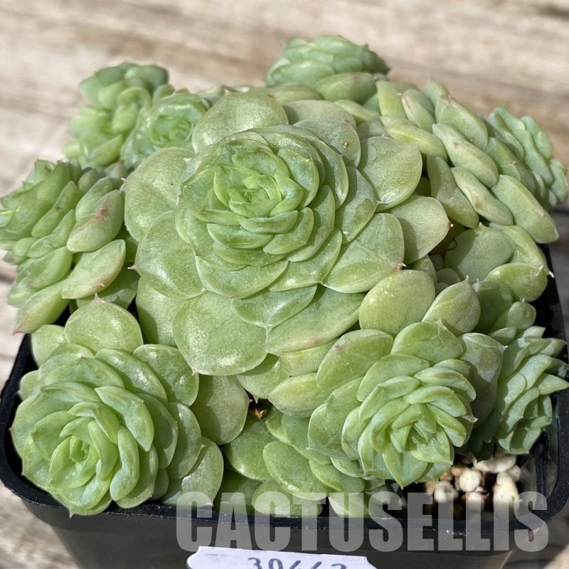 SH30442 Echeveria ‘White Swan’