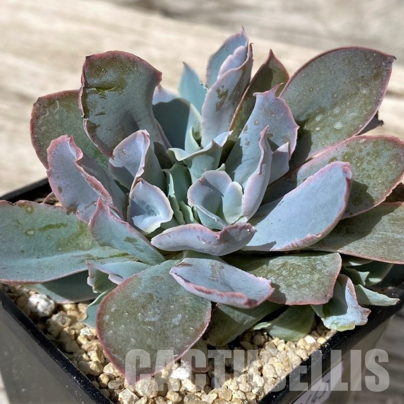 SH30443 Echeveria ‘Trumpet Pinky’ hybrid