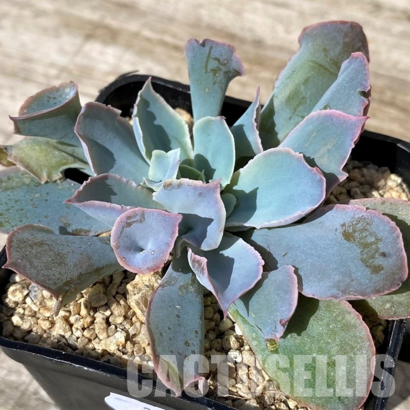 SH30444 Echeveria ‘Trumpet Pinky’ hybrid