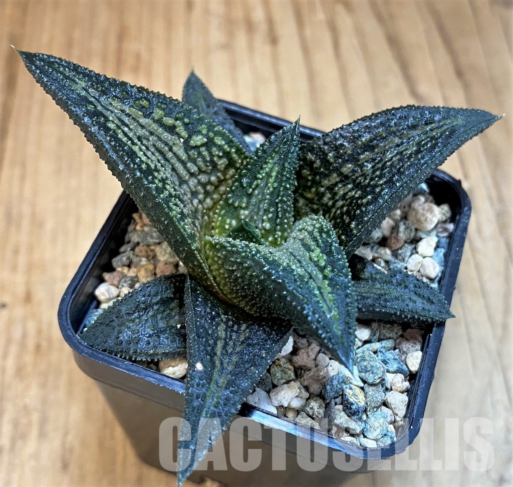 SH31755 Haworthia 'Kintaikyo' - Image 2