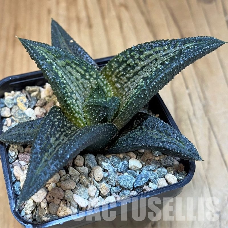 SH31755 Haworthia 'Kintaikyo'