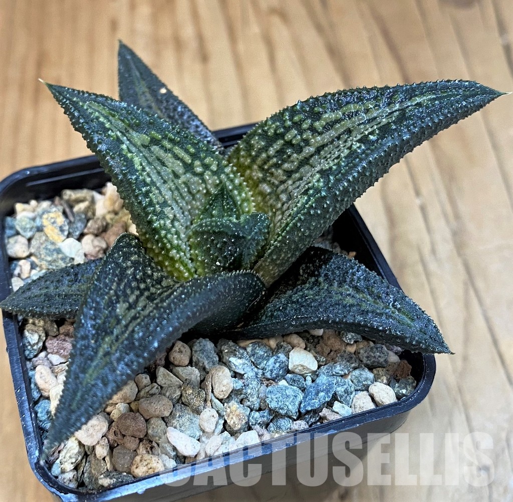 SH31755 Haworthia 'Kintaikyo'