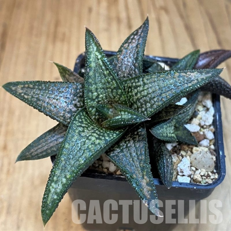 SH31756 Haworthia 'Kintaikyo' hybrid