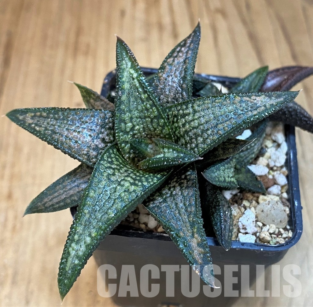SH31756 Haworthia 'Kintaikyo' hybrid