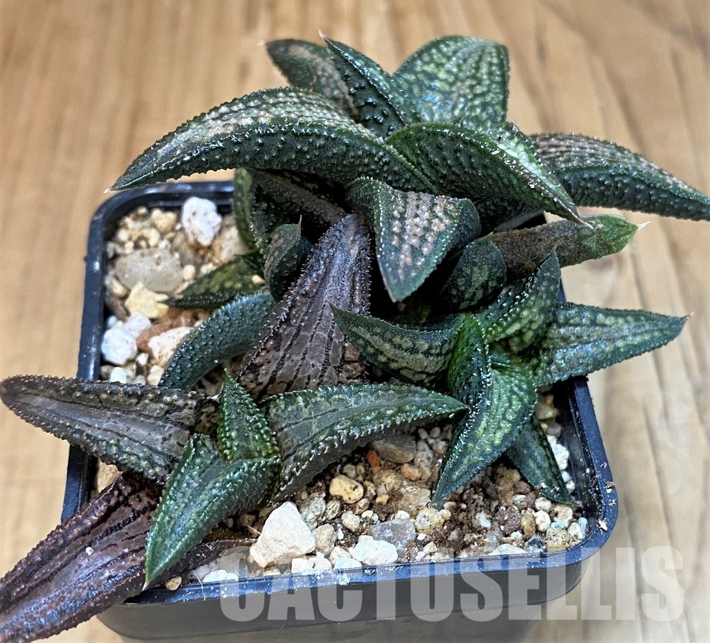 SH31756 Haworthia 'Kintaikyo' hybrid - Image 2