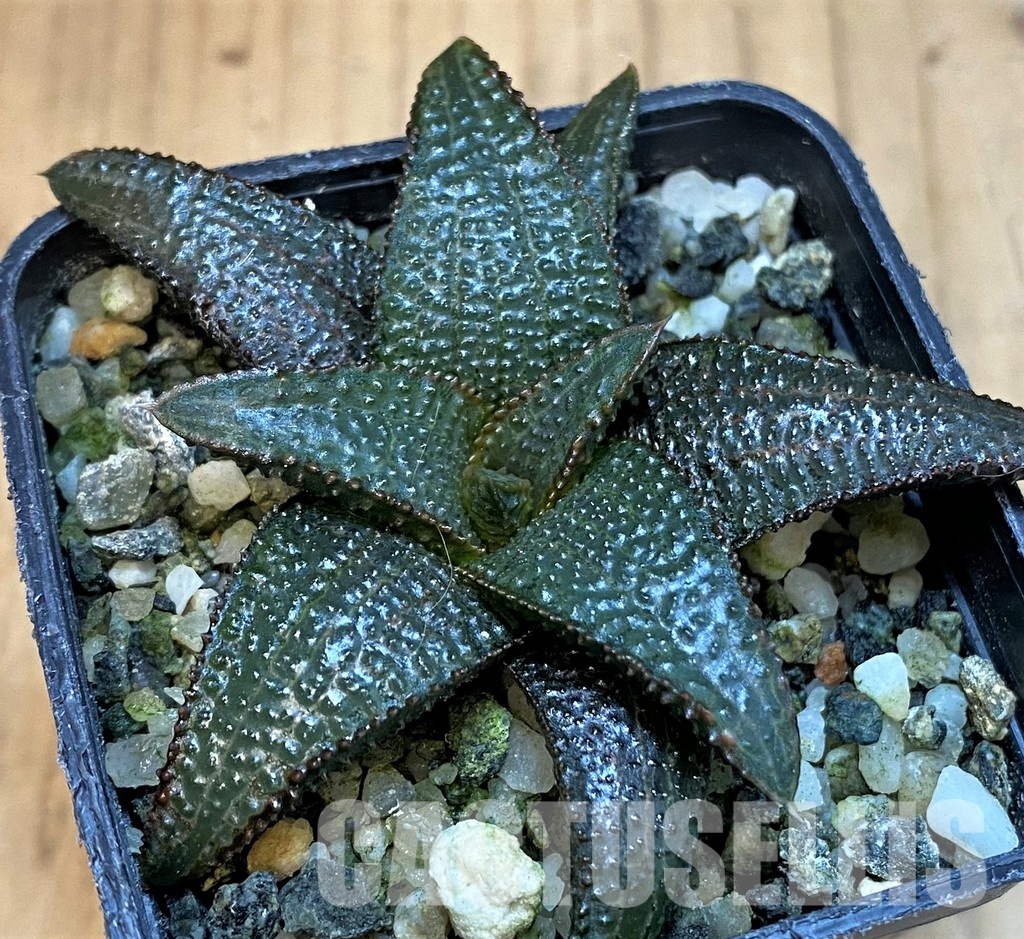 SH31757 Haworthia koelmaniorum - Image 2