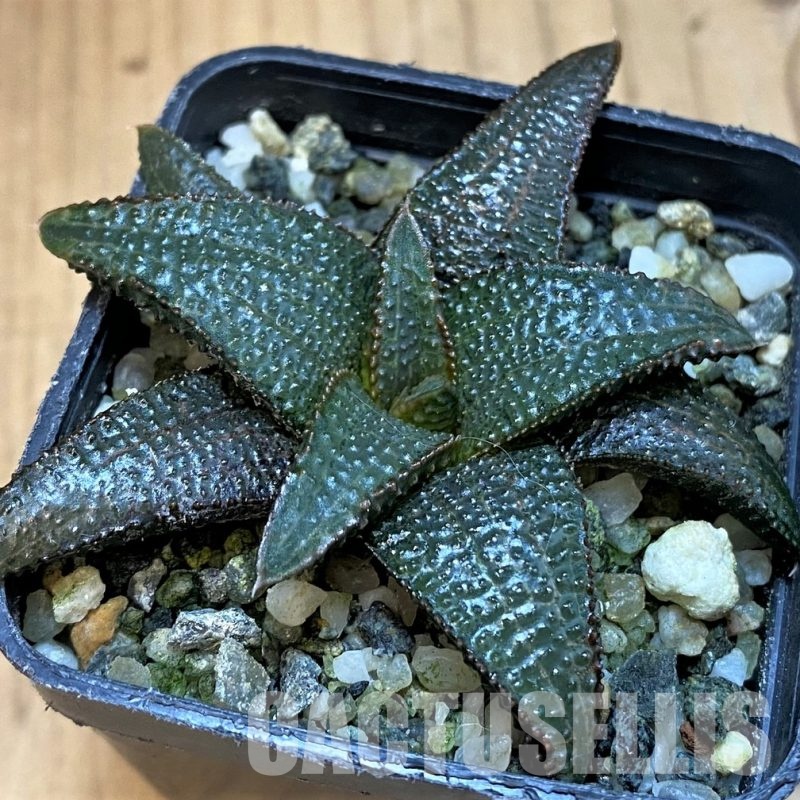 SH31757 Haworthia koelmaniorum