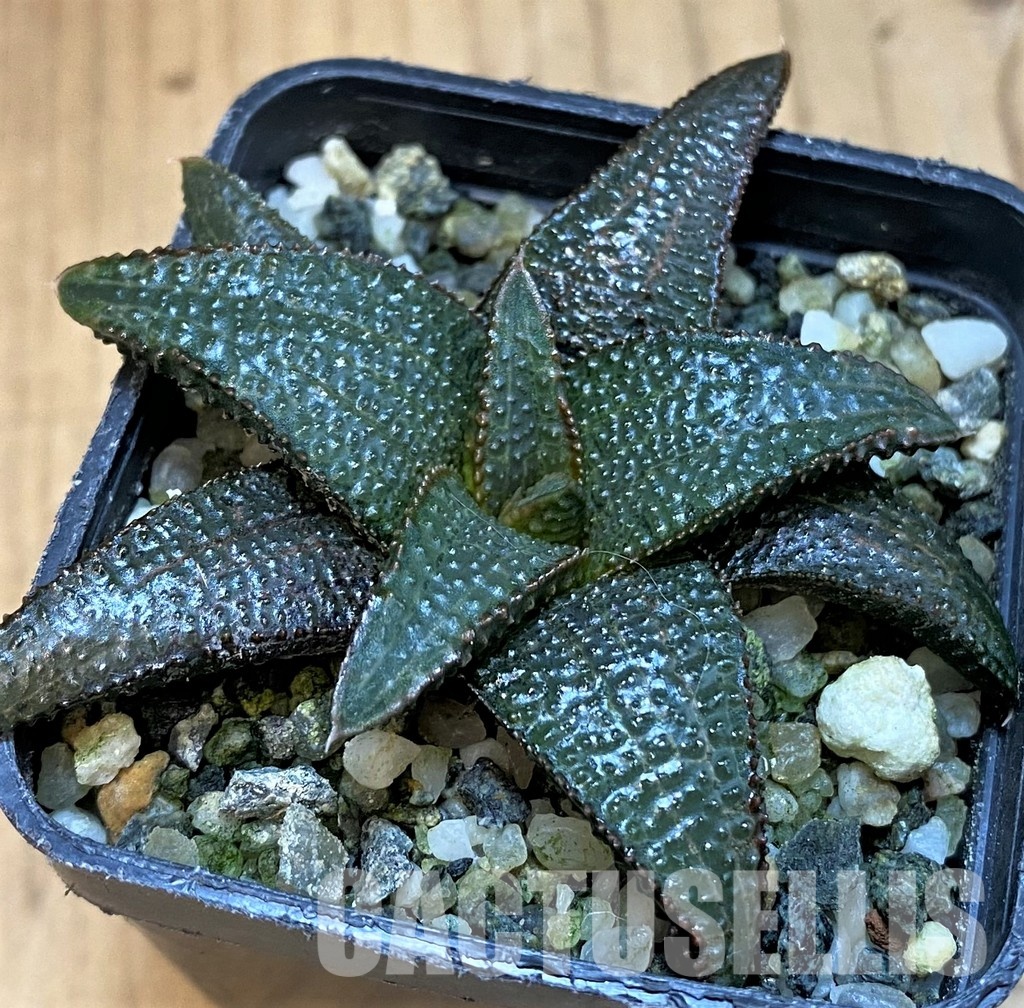 SH31757 Haworthia koelmaniorum