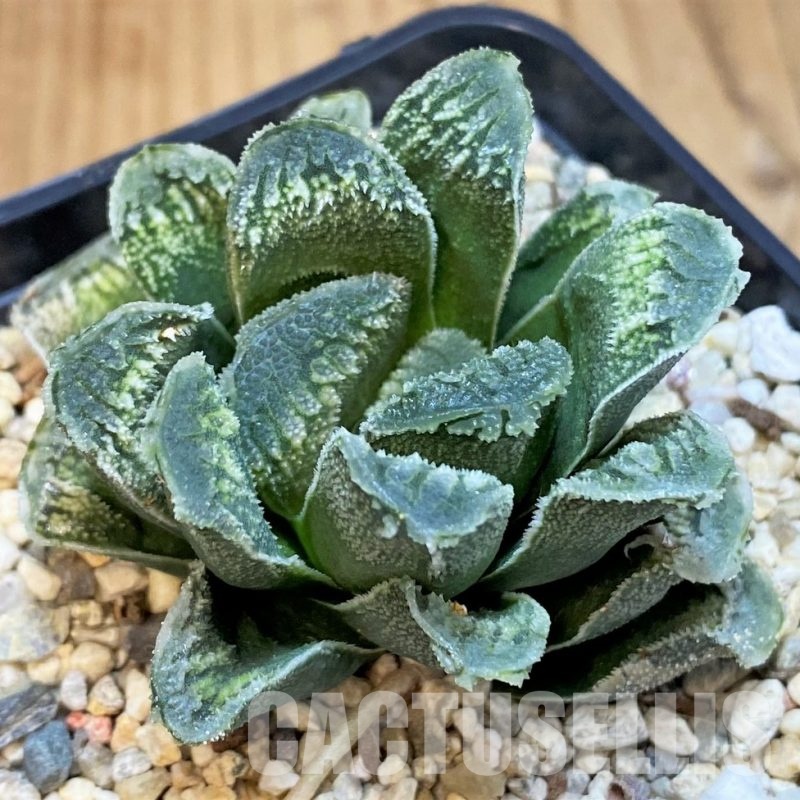 SH31758 Haworthia truncata x 'Kegazato'