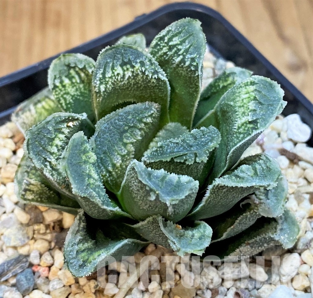 SH31758 Haworthia truncata x 'Kegazato'