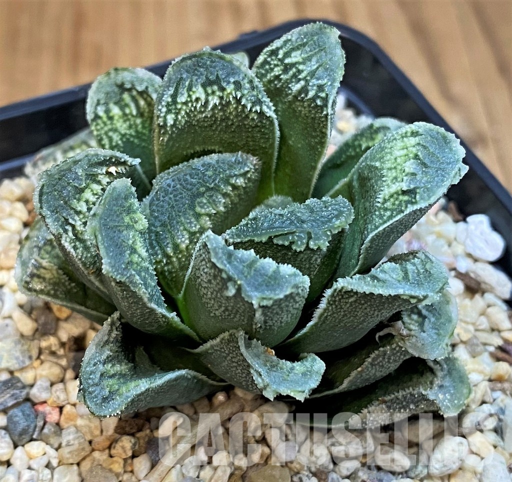 SH31758 Haworthia truncata x 'Kegazato' - Image 2