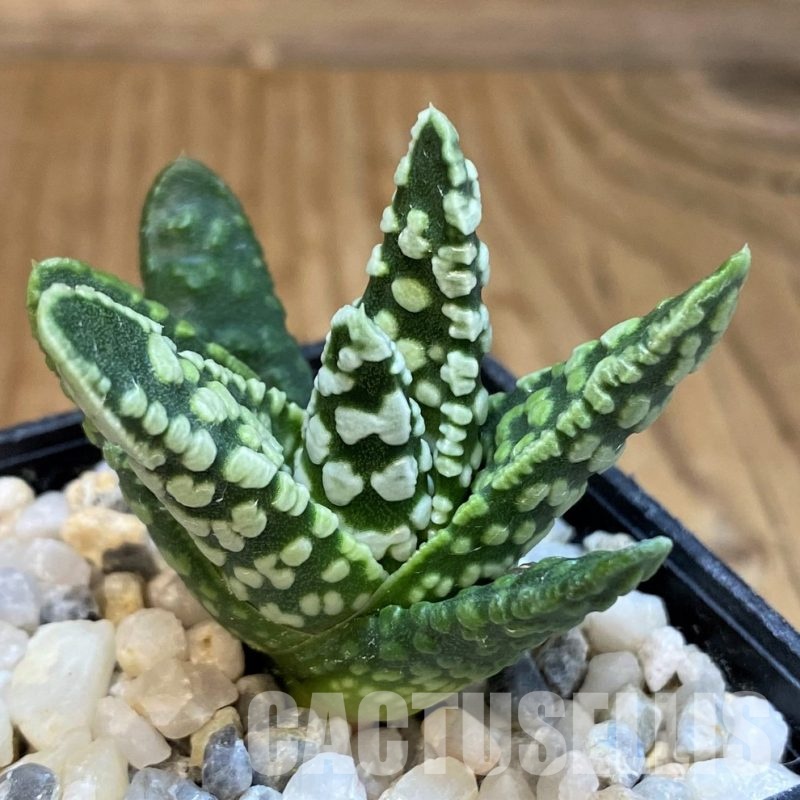 SH16817 Haworthia pumila 'Donut'