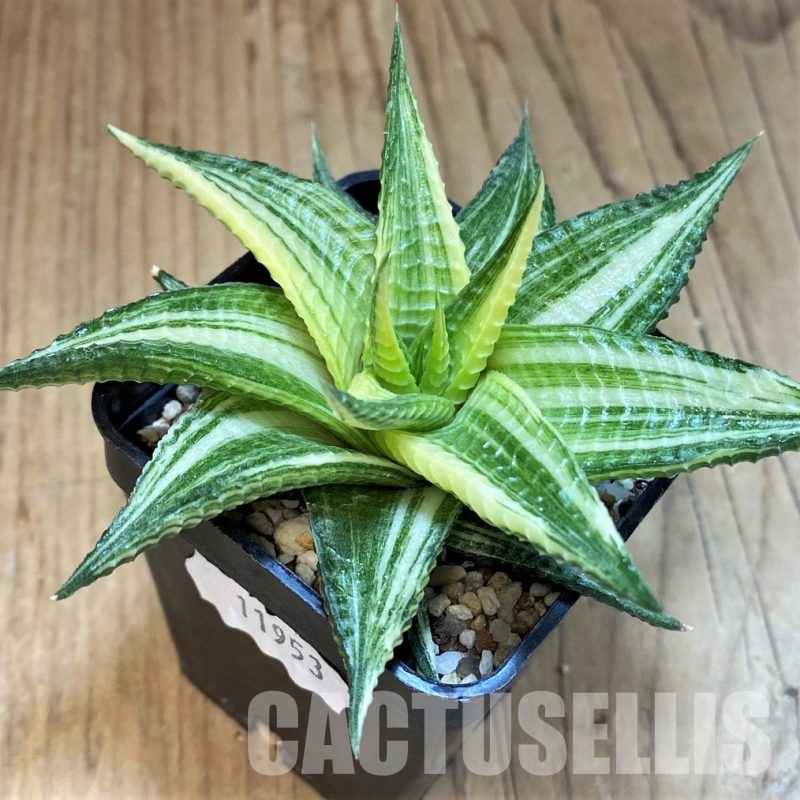 SH11953 Haworthia limifolia hybrid f. variegata