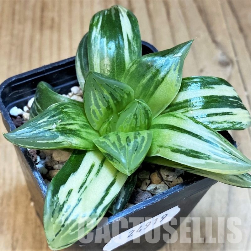 SH24919 Haworthia obtusa f. variegata RU2, seedling