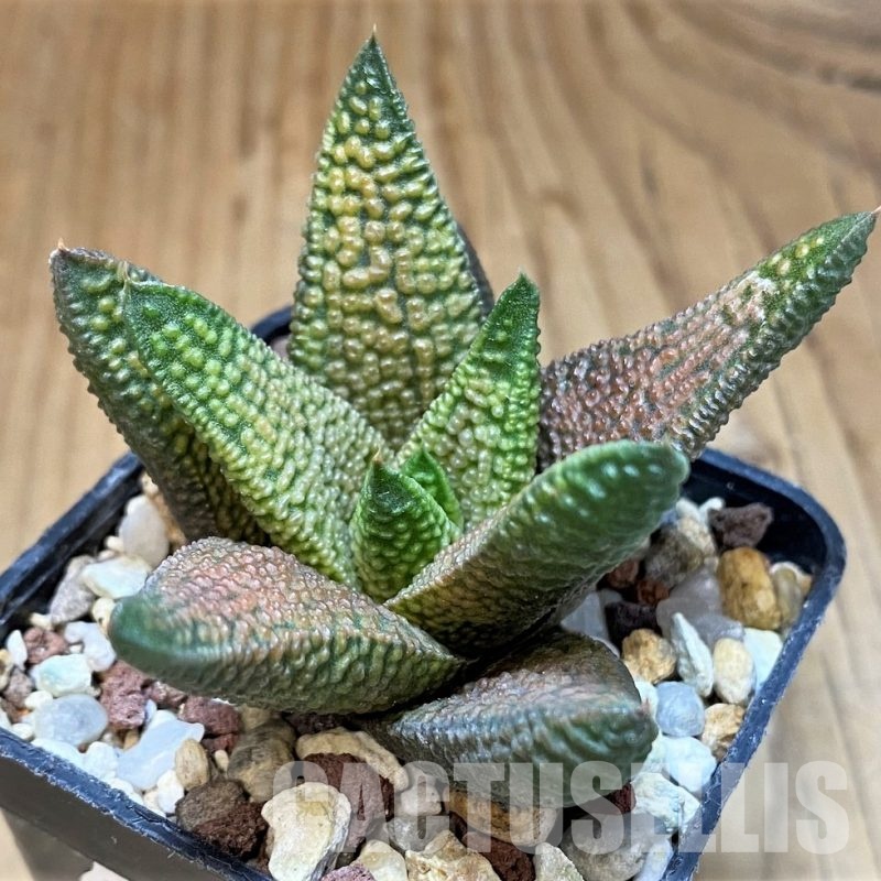 SH20756 Haworthia ‘Marble Queen’