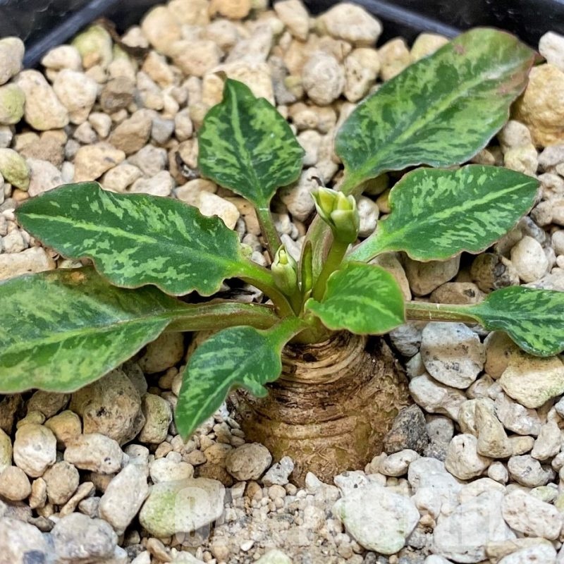 SH5951 Euphorbia spannringii 'Fish Bone'