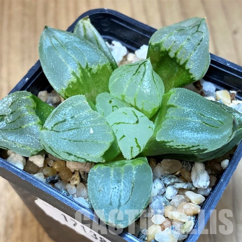 SH17138 Haworthia comptoniana mutant 'Corn Poppy'