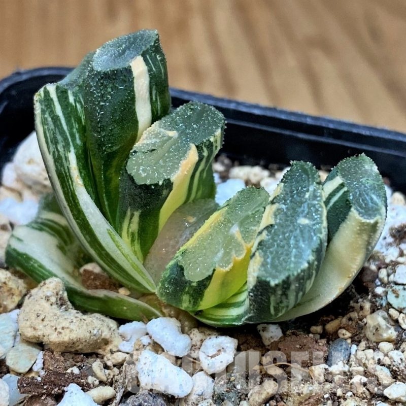 SH23104 Haworthia truncata f. variegata