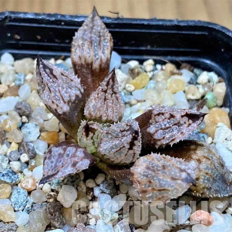 SH22144 Haworthia 'Princess Kazunomiya' mutant