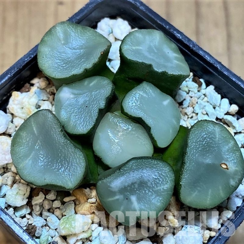SH21319 Haworthia maughanii ‘Magic Mirror Vientiane’