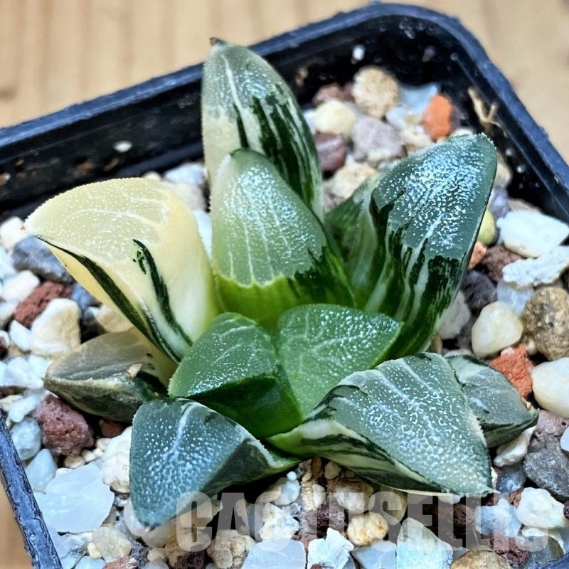 SH15087 Haworthia bayeri f. variegata