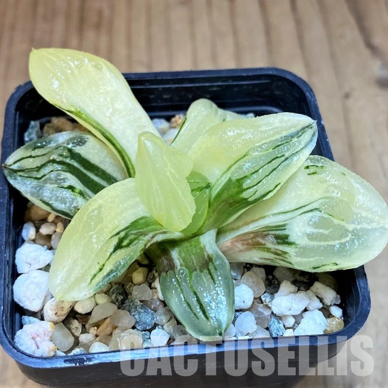 SH16819 Haworthia 'Ice City' f. variegata