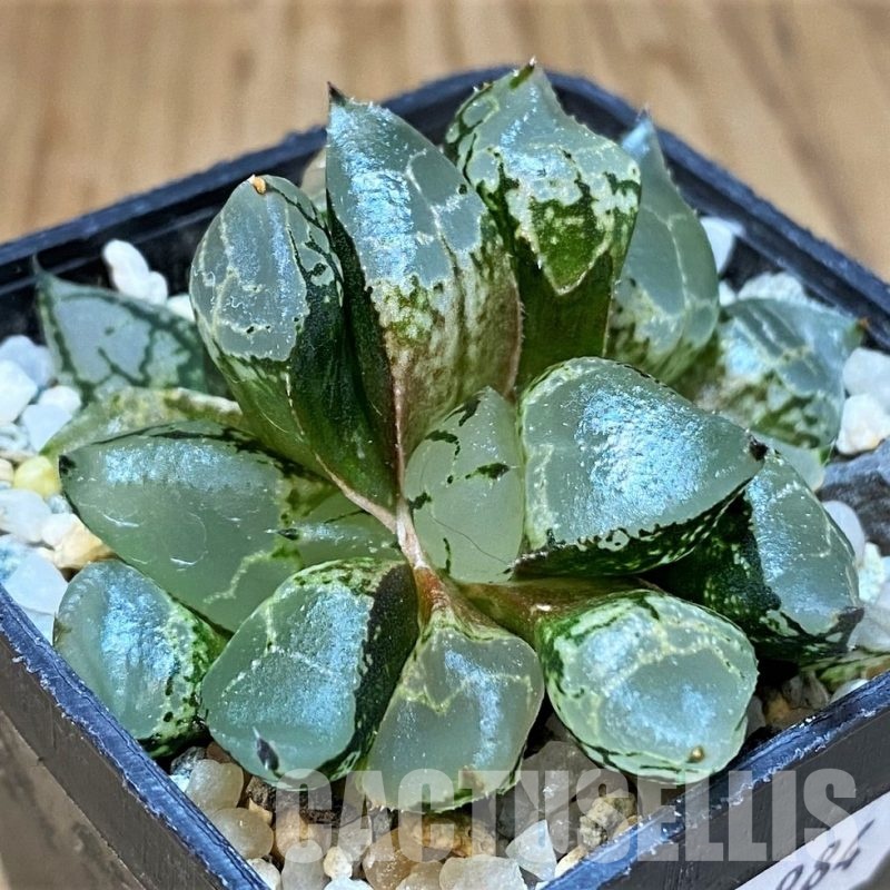 SH21984 Haworthia comptoniana mutant