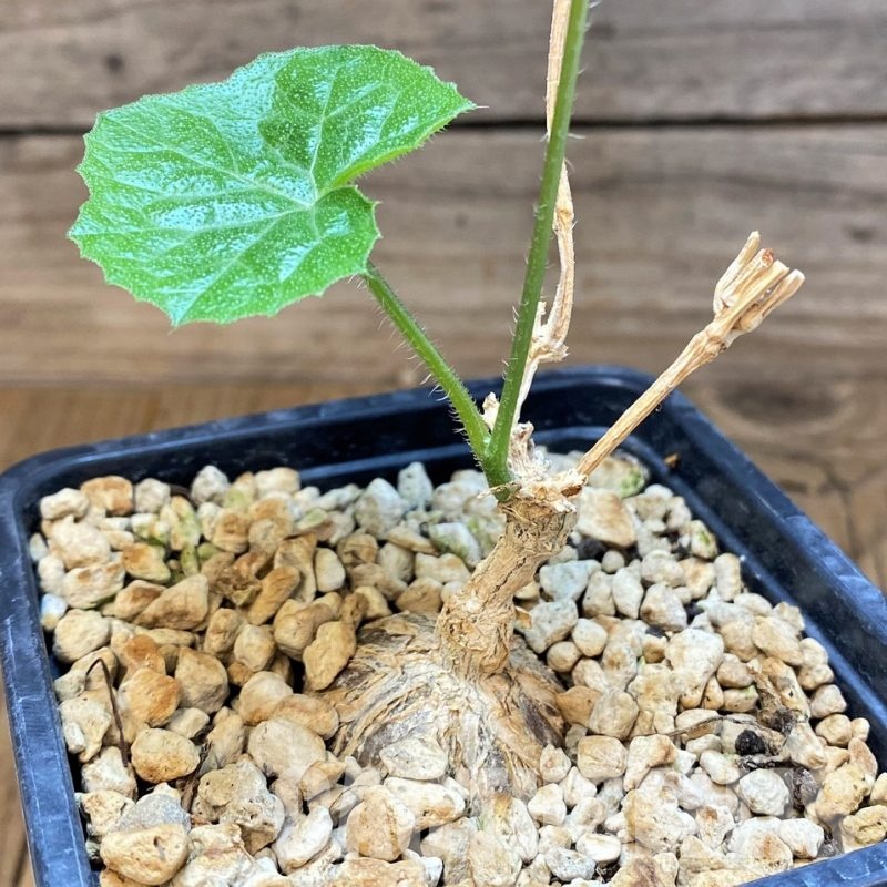 SH6374 Coccinia microphylla