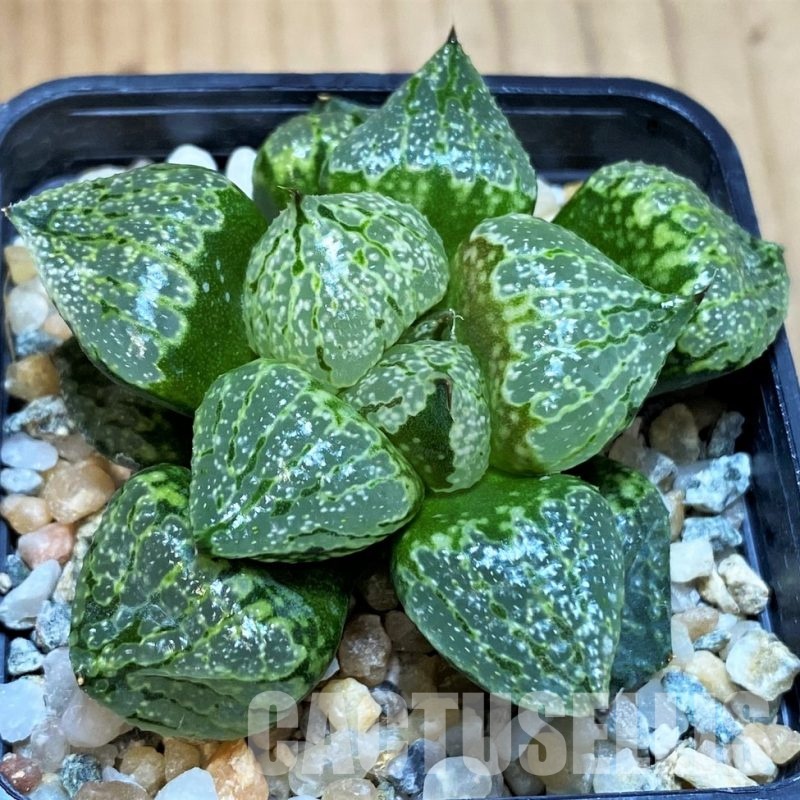 SH17127 Haworthia emelyae mutant