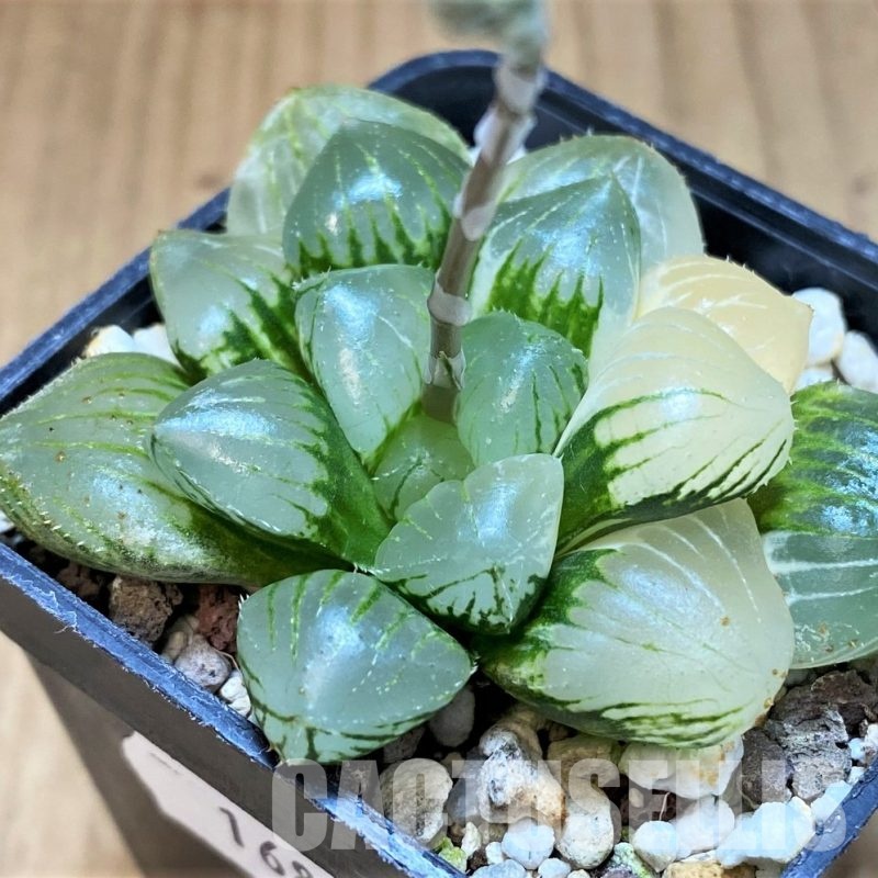 SH16835 Haworthia obtusa hybrid f. variegata