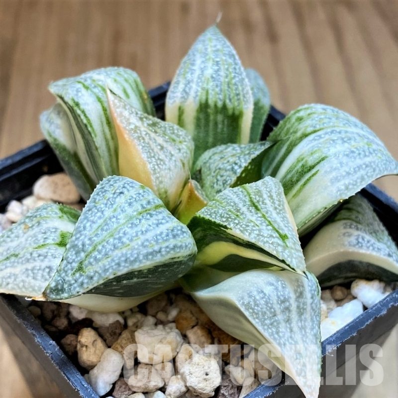 SH16593 Haworthia splendens f. variegata