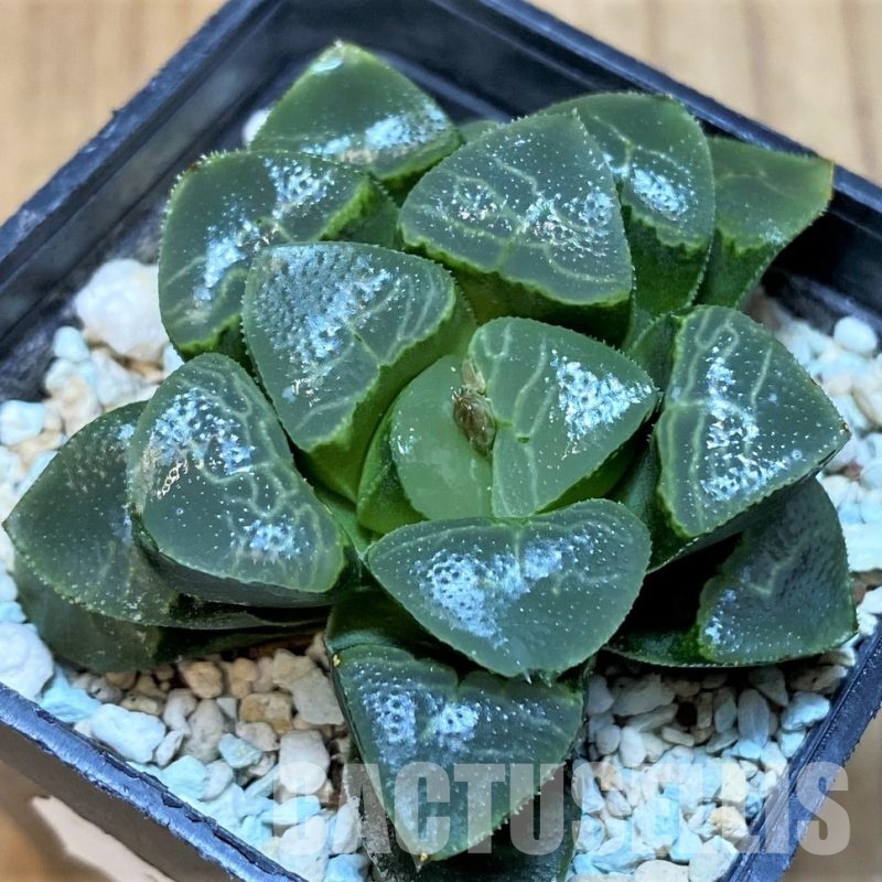 SH16054 Haworthia bayeri ‘Auspicious clouds’