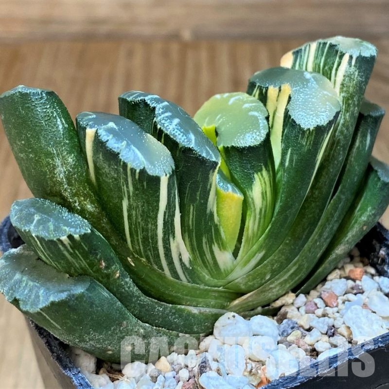SH16057 Haworthia truncata f. variegata
