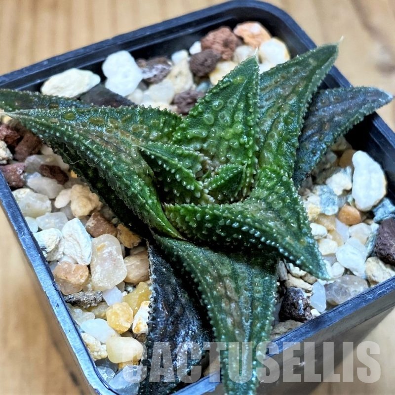 SH13597 Haworthia koelmaniorum 'Onigawara'