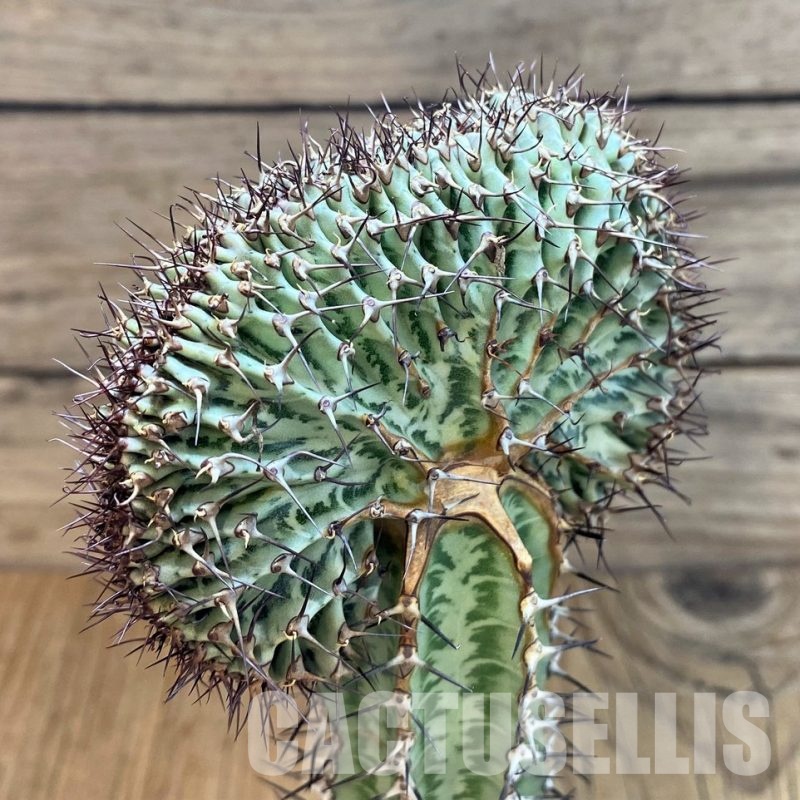 SH6112 Euphorbia confinalis f. cristata, grafted