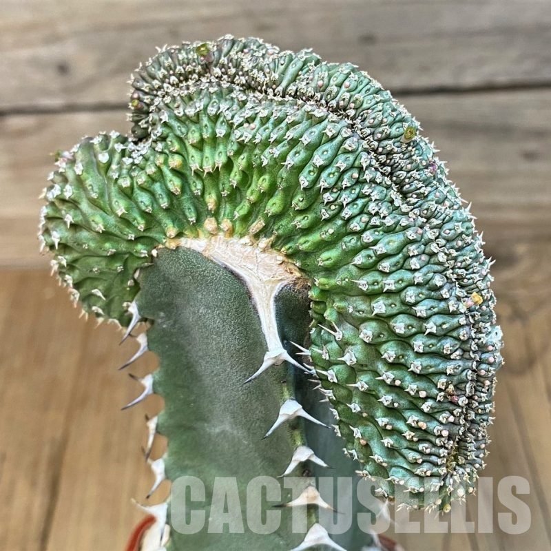 SH6126 Euphorbia phillipsioides f. cristata, grafted