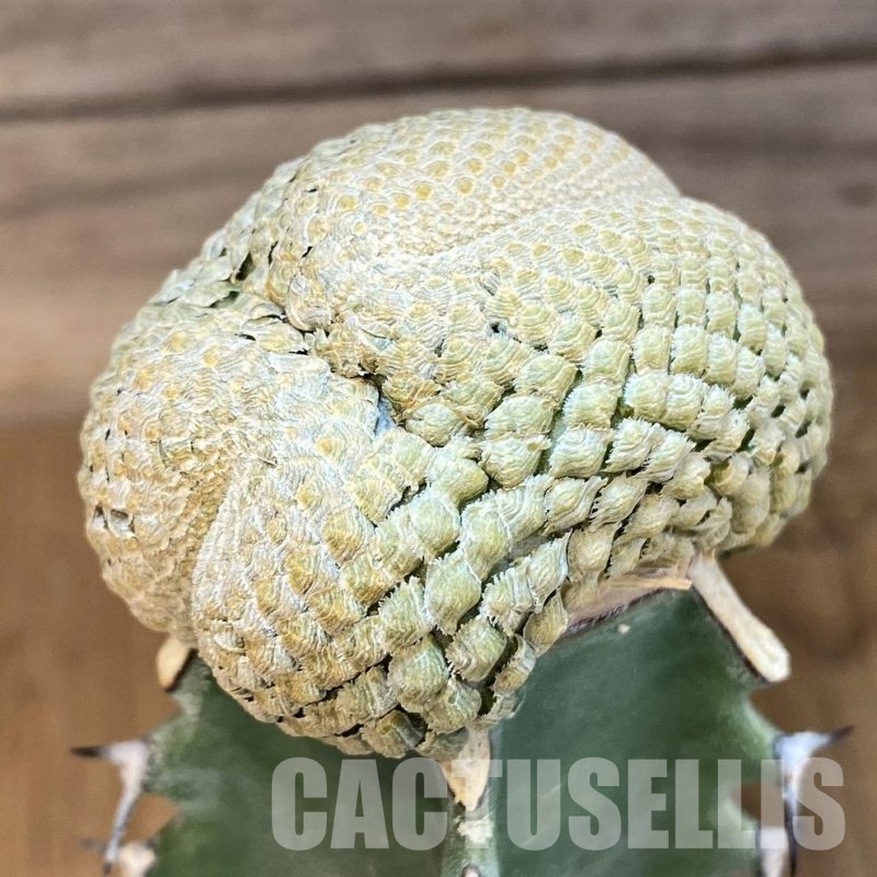 SH6121 Euphorbia piscidermis f. cristata, grafted