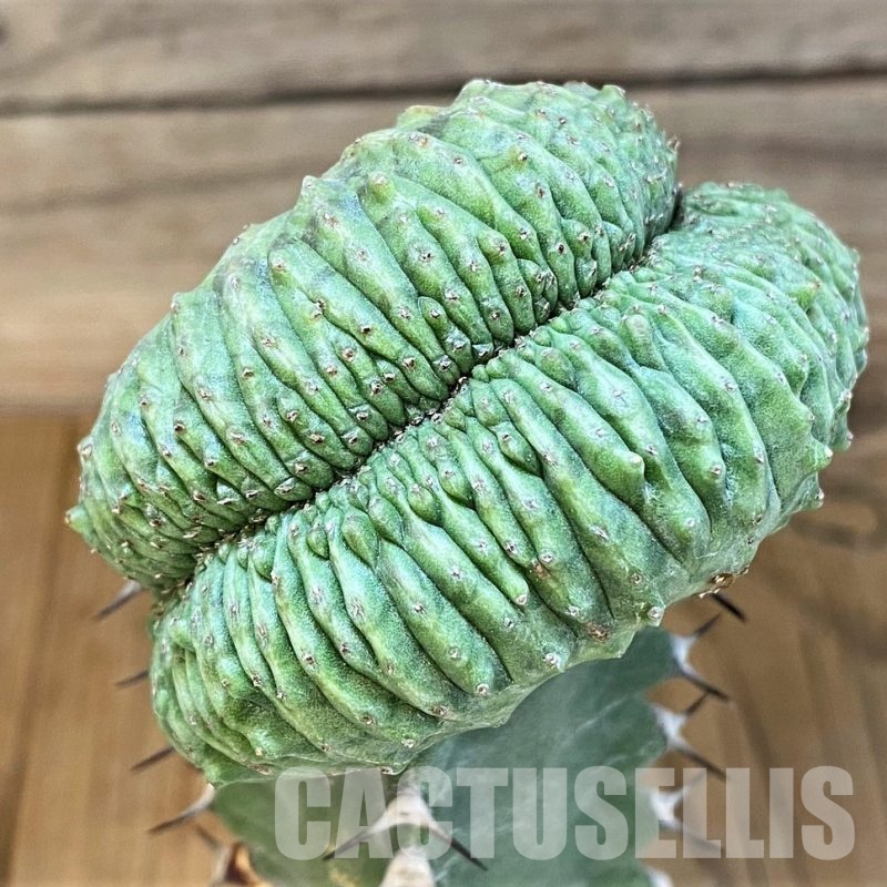 SH6129 Euphorbia obesa ‘Malik’ f. cristata, grafted