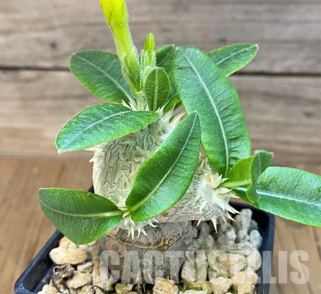 SH7181 Pachypodium brevicaule, grafted - Image 3