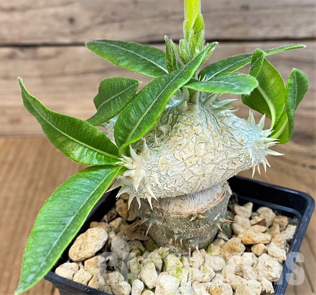 SH7181 Pachypodium brevicaule, grafted - Image 2