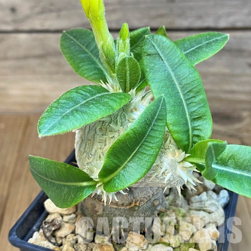 SH7181 Pachypodium brevicaule, grafted