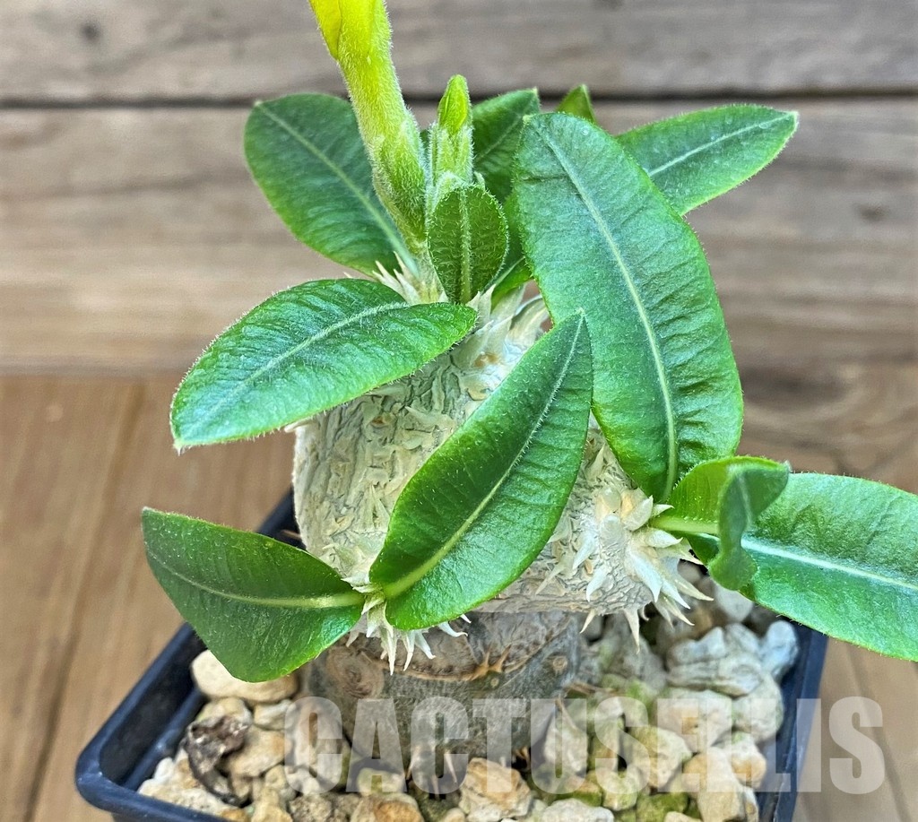 SH7181 Pachypodium brevicaule, grafted