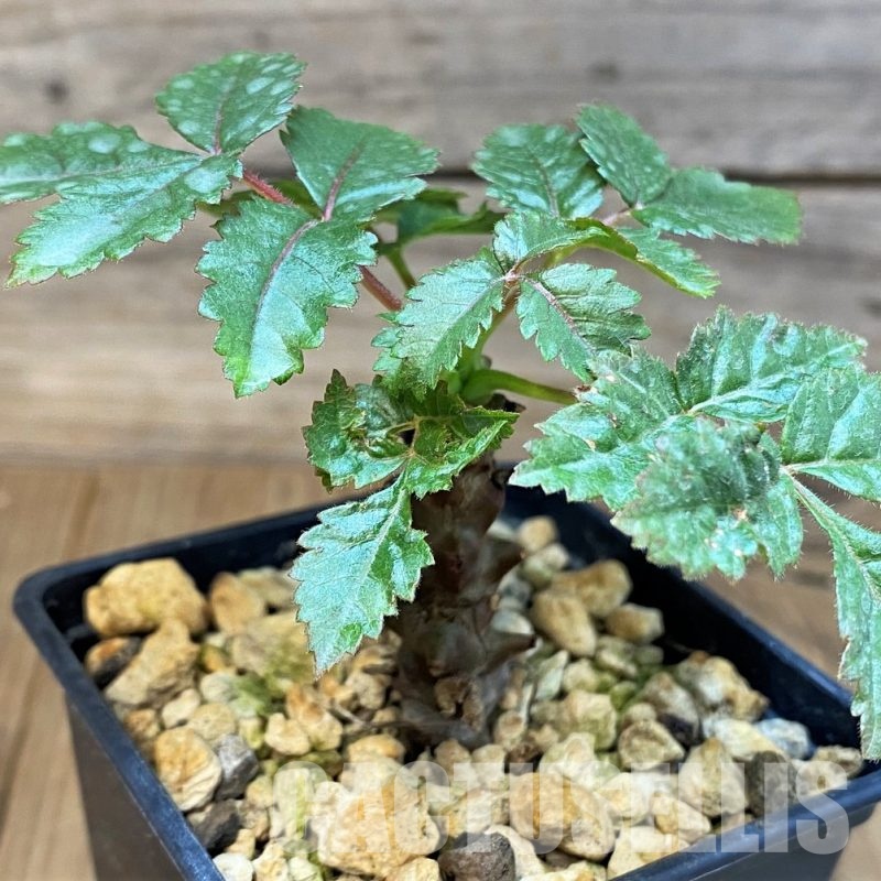 SH14608 Beiselia mexicana