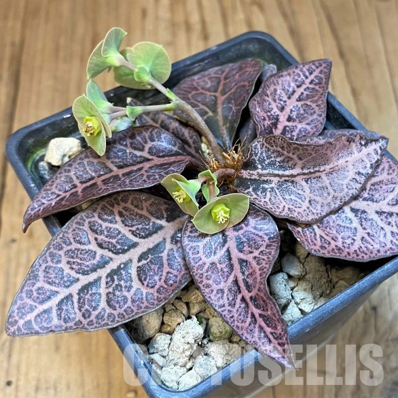 SH18383 Euphorbia francoisii -Thai hybrid-