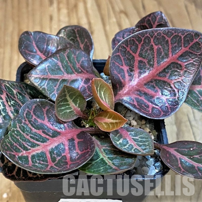 SH25244 Euphorbia francoisii hybrid